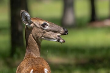 Close-up of a deer in a forest setting with a blurred green background.