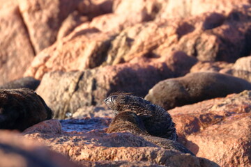 new-zealand fur seal