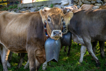 Almabtrieb Allgäu