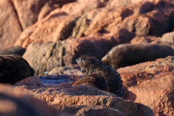 new-zealand fur seal