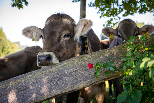 Almabtrieb Allg&auml;u