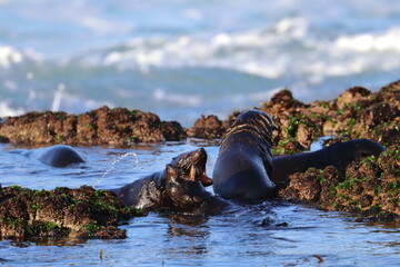 Fototapeta premium new-zealand fur seal
