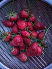 summer strawberry harvest in colander
