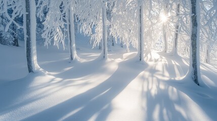 Fototapeta premium Winter Wonderland: Snow-Covered Trees with Elongated Shadows in Low Sunlight