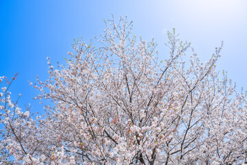 Cherry blossoms season background is blue sky