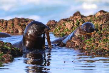 new-zealand fur seal