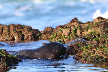 new-zealand fur seal