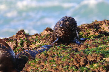 new-zealand fur seal