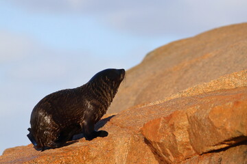 fur seal pup