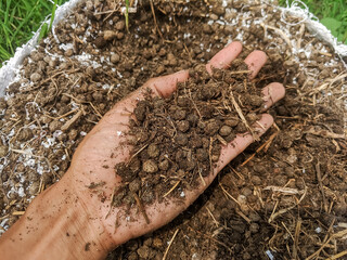 A handful of organic fertilizer is dark brown, rich in nutrients.  The fertilizer is made from...