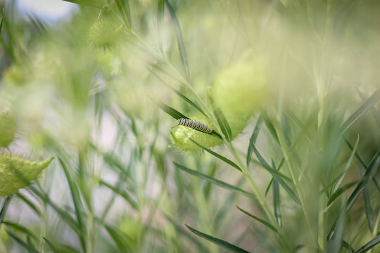 Close up image of Monarch caterpillar crawling on leaves of Swan Tree in the garden