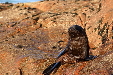 fur seal pup