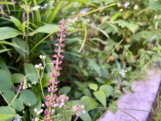 Single photo of Teucrium canadense also known as american germander, fully bloom in the garden 
