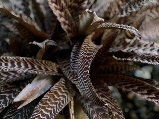 Macro photo detailed Ornamental houseplant Cryptanthus fosterianus with brown and white stripes leaf