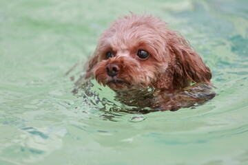 泳ぐトイプードル