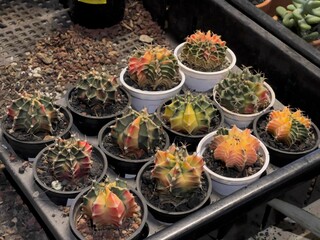 Fototapeta premium Various set of Gymnocalycium (commonly called chin cactus) plants with low exposure photo. succulent pot plant for collection in glass house