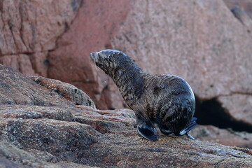 fur seal