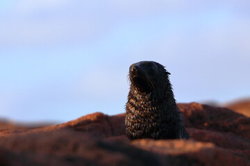 fur seal
