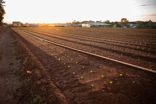 freshly planted seedlings on a farm at sunset