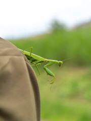 背中に引っ付いたカマキリ