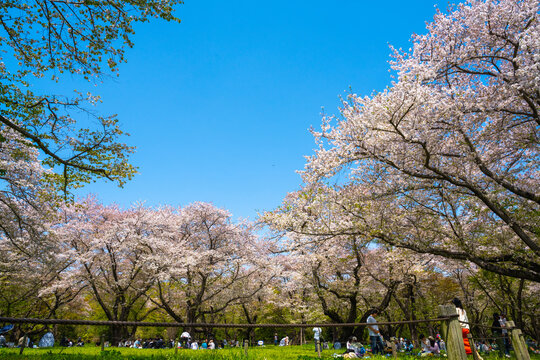 Tokyo, Japan - APR 14, 2024: Many people enjoy flower viewing under the cherry blossom trees in Showa Kinen Park.