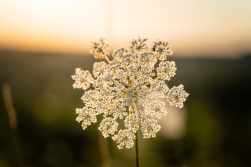 flowers in the sun