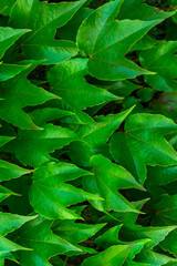 green leaves background