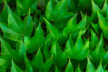 Fototapeta premium green leaves background