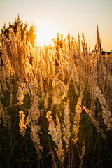 sunset in the field © LCH photo gallery