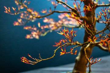 bonsai tree