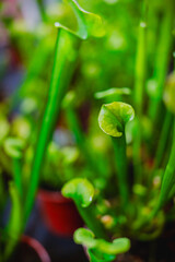 lily of the valley in the garden