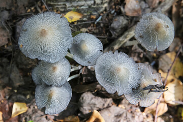 Poisonous toadstools in the autumn forest close-up