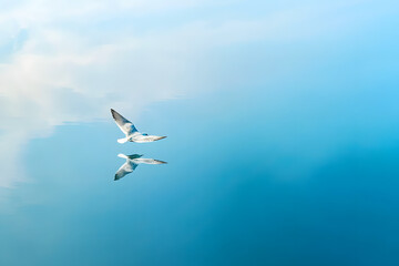 Obraz premium A white seagull soars freely through the blue sky above the ocean