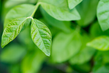 Close-Up of Vibrant Green Leaves