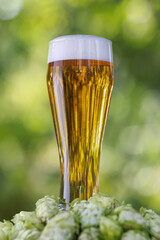 beer in glass and hop cones near on green natural background