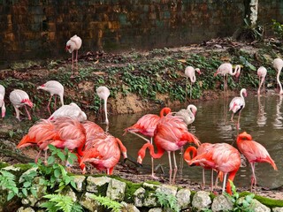 A picturesque scene featuring colorful flamingos gracefully gathered by the tranquil water
