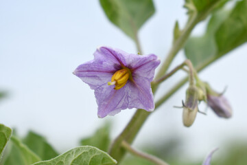 brinjal flower bloom on plant, A close up of purple Brinjal flowers in the garden with green leaves closeup, Beautiful brinjal flower.Purple color flower. Eggplant flower close up with leaves