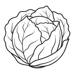 Dynamic Cabbage with line art vector