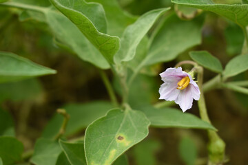 brinjal flower bloom on plant, A close up of purple Brinjal flowers in the garden with green leaves closeup, Beautiful brinjal flower.Purple color flower. Eggplant flower close up with leaves