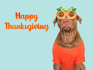 Happy Thanksgiving. Lovely brown puppy and congratulatory inscription. Closeup, indoors. Studio shot. Congratulations for family, relatives, loved ones, friends and colleagues. Pets care concept
