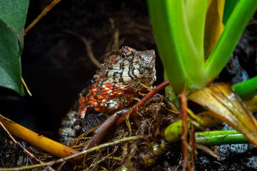 Chinese Crocodile Lizard - Shinisaurus crocodilurus, beautiful colored Asian lizard from cool forests in southeastern China and northeastern Vietnam.