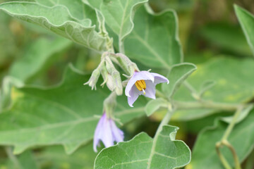 brinjal flower bloom on plant, A close up of purple Brinjal flowers in the garden with green leaves closeup, Beautiful brinjal flower.Purple color flower. Eggplant flower close up with leaves
