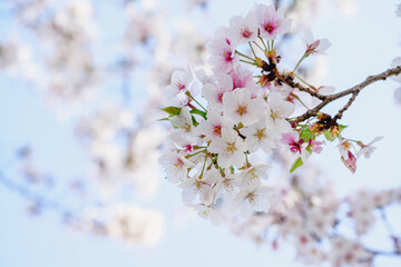 White cherry blossoms with white background. Advertising