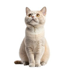 Cute Cream Tabby British Shorthair Cat Sitting and Looking Up