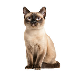 Siamese Cat Portrait Isolated
