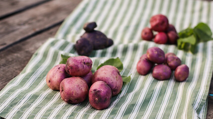organic potatoes close up on striped tablecloth selective focus