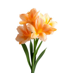 Fototapeta premium Orange Flowers Bouquet