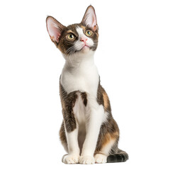 Adorable Tricolor Kitten Sitting and Looking Up