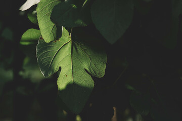 Close-up of a fig leaf