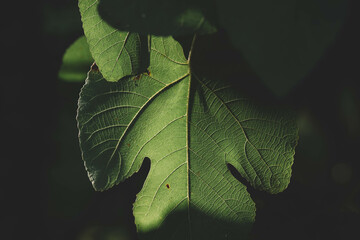 Fig leaf close up